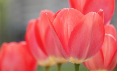 Lale çiçeği çok narin ve güzel bir açık hava makro fotoğrafçılığıdır.
