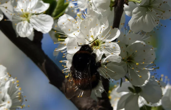 Třešňové Květy Větvích Ovocných Stromů Jaře — Stock fotografie