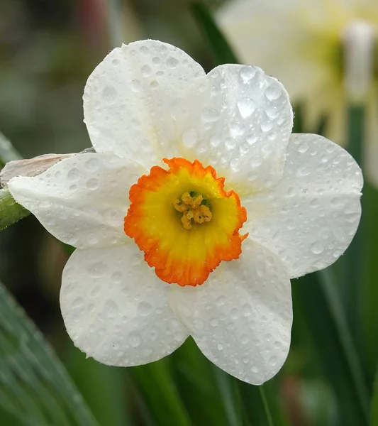 Цветок Нарцисс Поэтический Крупный План Растет Открытом Воздухе — стоковое фото