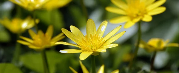 Flores Chistyak Vernalis Ranunculus Vernalis Salata Alface Início Primavera Livre — Fotografia de Stock