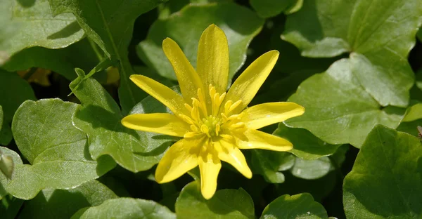 Blommor Chistyak Vernalis Eller Ranunculus Vernalis Eller Salata Eller Sallad — Stockfoto