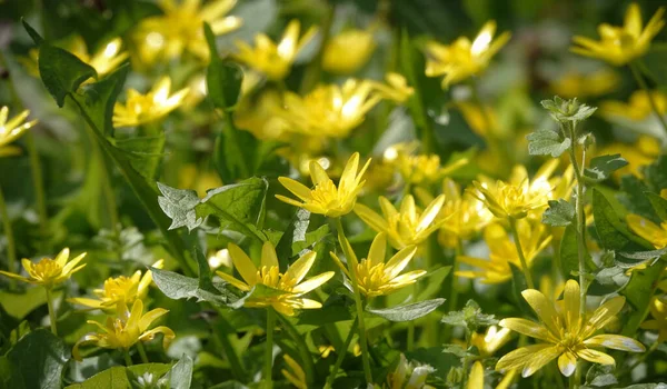 Blumen Chistyak Vernalis Oder Ranunculus Vernalis Oder Salata Oder Salat — Stockfoto