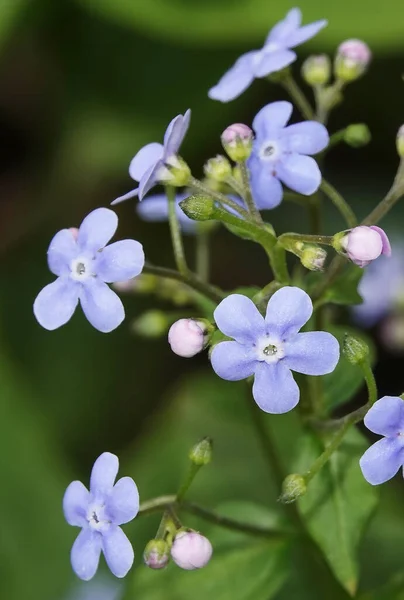 Brunner Siberische Vergeet Niet Bloemen Met Blauwe Bloemen Buiten — Stockfoto