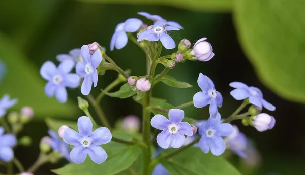 Brunner Siberian Forget Flores Con Flores Azules Aire Libre — Foto de Stock