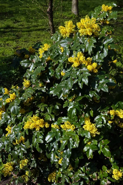Güzel Sarı Çiçekli Magonia Holly Çalısı Barberry Ailesi — Stok fotoğraf
