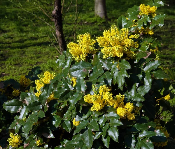美しい黄色の花を持つマゴニアホリー低木 バーバリーファミリー — ストック写真
