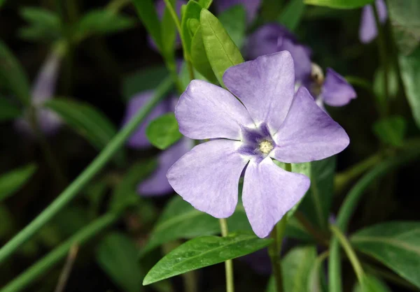 Virágok Periwinkle Lágyszárú Orgonavirág Erdőben — Stock Fotó