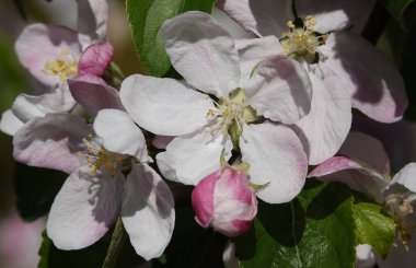 Bahar mevsiminde dallardaki elma ağacı çiçekleri güzelliklerinden zevk alır.