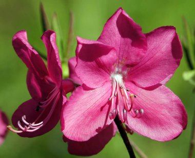 Azalea çiçekleri çiçek açarken pembe çiçeklerle açarlar.