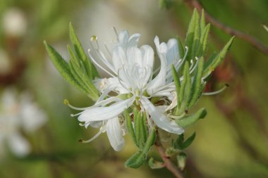 Herhangi bir bahçenin bahar süslemelerinde çiçek açarken Rhododendron Kanada çiçeği