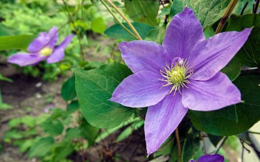 Clematis Clematis çiçekleri çiçek açarken mavi büyük çiçeklerle açar.