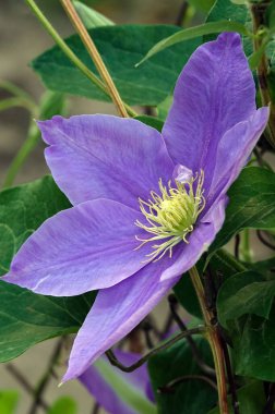Clematis Clematis çiçekleri çiçek açarken mavi büyük çiçeklerle açar.