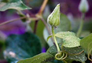 Clematis Clematis çiçekleri çiçek açarken mavi büyük çiçeklerle açar.