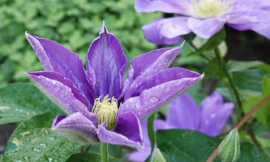 Clematis Clematis çiçekleri çiçek açarken mavi büyük çiçeklerle açar.