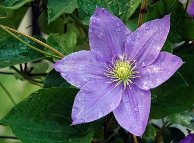 Clematis Clematis çiçekleri çiçek açarken mavi büyük çiçeklerle açar.