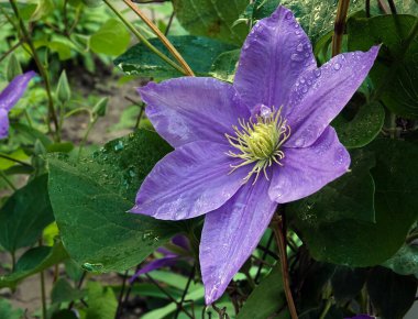 Clematis Clematis çiçekleri çiçek açarken mavi büyük çiçeklerle açar.