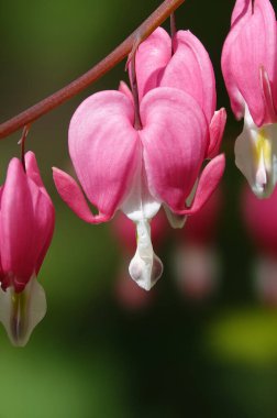 Çiçek açtığı dönemde kalp şeklinde pembe çiçekli Dicentra - Dicentra Muhteşem, Dicentra güzel, Heartflower güzel, Dicentra Kuzey Amerikalı, Dicentra muhteşem