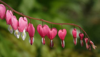 Çiçek açtığı dönemde kalp şeklinde pembe çiçekli Dicentra - Dicentra Muhteşem, Dicentra güzel, Heartflower güzel, Dicentra Kuzey Amerikalı, Dicentra muhteşem