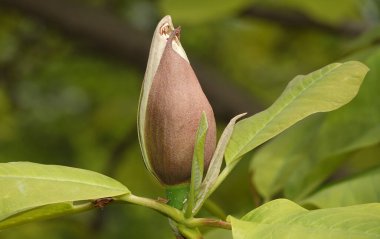 Bahar aylarında dallarında büyük çiçekler olan manolya nikahı ağacı.