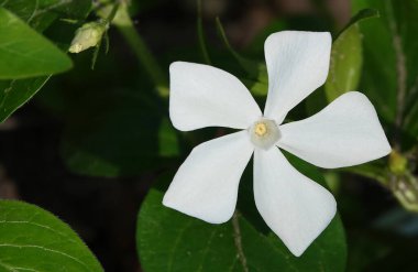 Çiçekler Periwinkle herbaceous çiçekleri çiçeklenme döneminde beyaz çiçeklerle açar