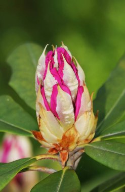 İlkbaharda çiçek açan Rhododendron çiçekleri herhangi bir bahçenin süsüdür.