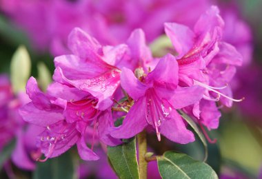 İlkbaharda çiçek açan Rhododendron çiçekleri herhangi bir bahçenin süsüdür.