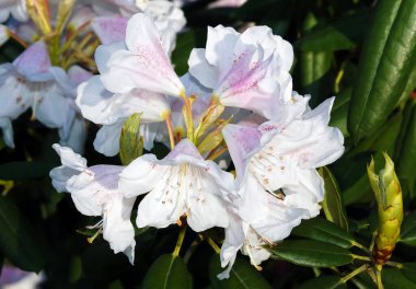 İlkbaharda çiçek açan Rhododendron çiçekleri herhangi bir bahçenin süsüdür.