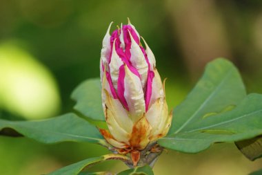 İlkbaharda çiçek açan Rhododendron çiçekleri herhangi bir bahçenin süsüdür.
