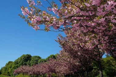 Sakura ya da kiraz çiçekleri çiçek açarken, ağaç dalları çiçeklerle doludur.