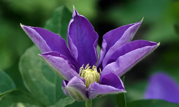 Clematis Clematis Kwiaty Kwitną Niebieskimi Dużymi Kwiatami Podczas Kwitnienia — Zdjęcie stockowe