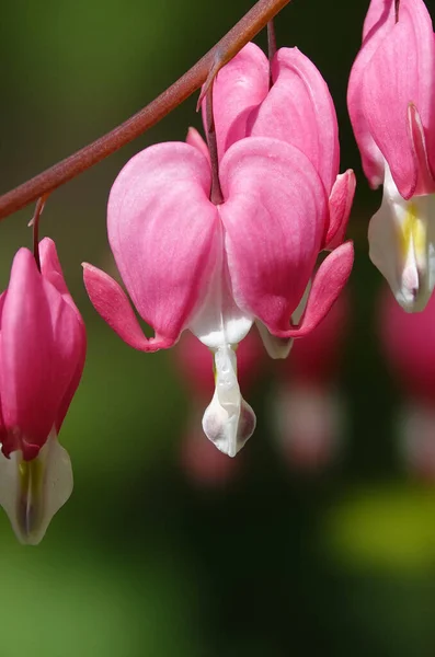 Dicentra Con Flores Rosadas Forma Corazón Durante Período Floración Dicentra — Foto de Stock