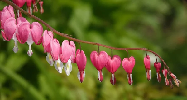 Dicentra Růžovými Květy Podobě Srdce Během Jeho Období Květu Dicentra — Stock fotografie