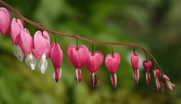 Дицентра Розовыми Цветками Форме Сердца Время Цветения Дицентра Великолепная Дицентра — стоковое фото