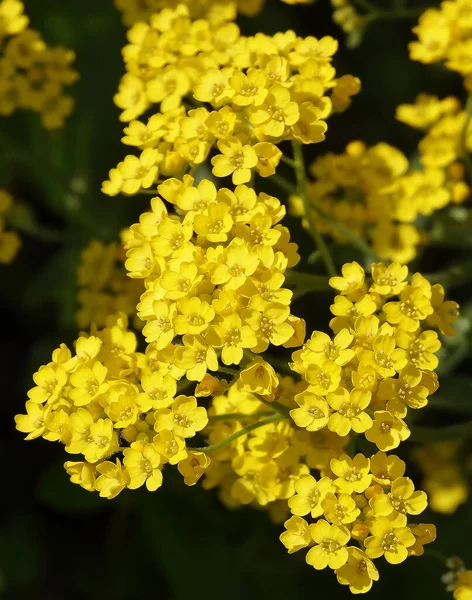 Bahar Dallarında Çiçeklerin Kabuğu Sarı Çiçeklerle Doludur — Stok fotoğraf