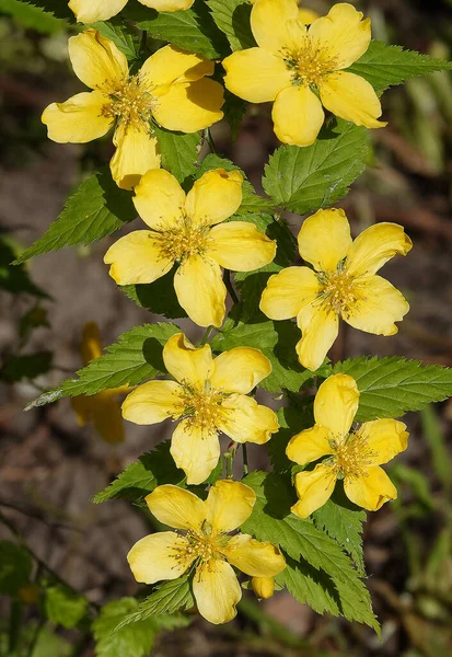 Yellow Flowers Kerria Japonica Flowering Period Close Very Delicate Beautiful — Stock Photo, Image