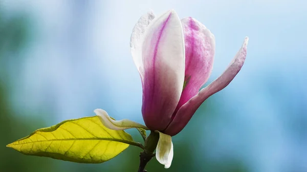 Magnolia Liliaceae Strom Velkými Květy Větvích Během Období Květu Jaře — Stock fotografie
