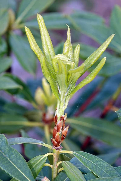 İlkbaharda çiçek açan Rhododendron çiçekleri herhangi bir bahçenin süsüdür.