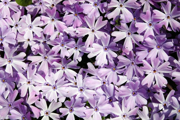 Flowers Phlox Subulate Flowering Delicate Beautiful Flowers — Stock Photo, Image