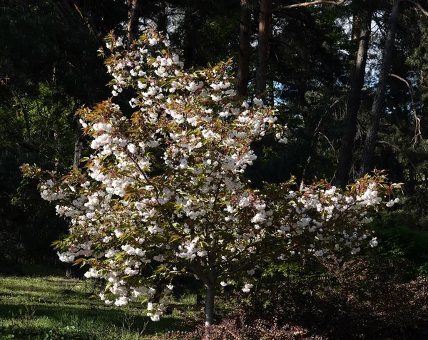 Sakura Kiraz Çiçekleri Çiçek Açarken Ağaç Dalları Çiçeklerle Doludur — Stok fotoğraf