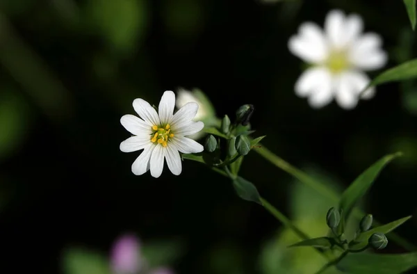 Csillagvirág Lándzsa Virágzik Kora Tavasszal — Stock Fotó