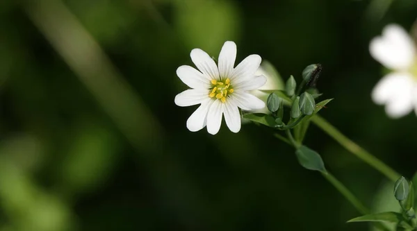 Gwiezdny Kwiat Lanceolanu Kwitnie Wczesną Wiosną — Zdjęcie stockowe