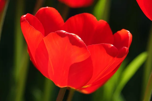 stock image Tulip flower is very delicate and beautiful during the flowering period in spring outdoors macro photography