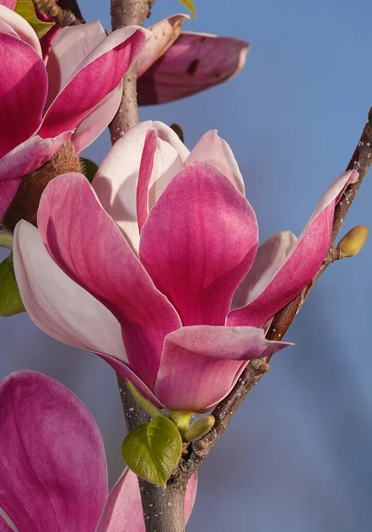 春の開花期に枝に大きな花を咲かせるマグノリア科の木 ストックフォト