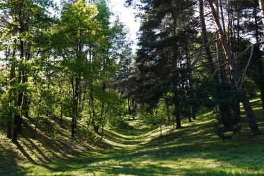 Yaz ormanında ağaçlar, çalılar ve yeşil çimlerle kaplı derin bir vadi.