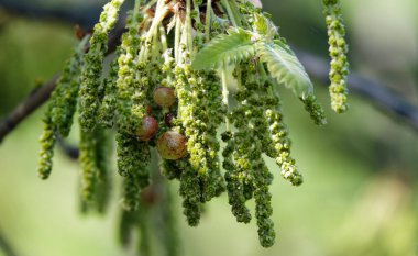 İlkbaharda meşe dallarında küçük meşe palamutları olan püsküller yetişir..