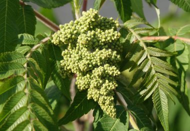 Geyik boynuzu sumac ağacı baharı tohum kümeleriyle çiçek açıyor.