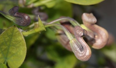 Kirkazon onları koku ve renkle çeken böcek öldürücü bir bitkidir..