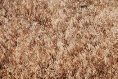 Sahada çimenler kuru ve sararmış, dikenli çekirdekler var.