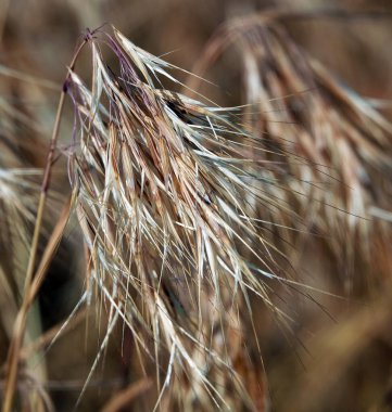 Sahada çimenler kuru ve sararmış, dikenli çekirdekler var.