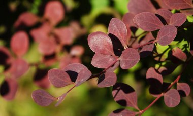 Üzerinde yeşil yaprakların bordo rengine dönüştüğü dalları olan Barberry Thunberg çalısı ekin.